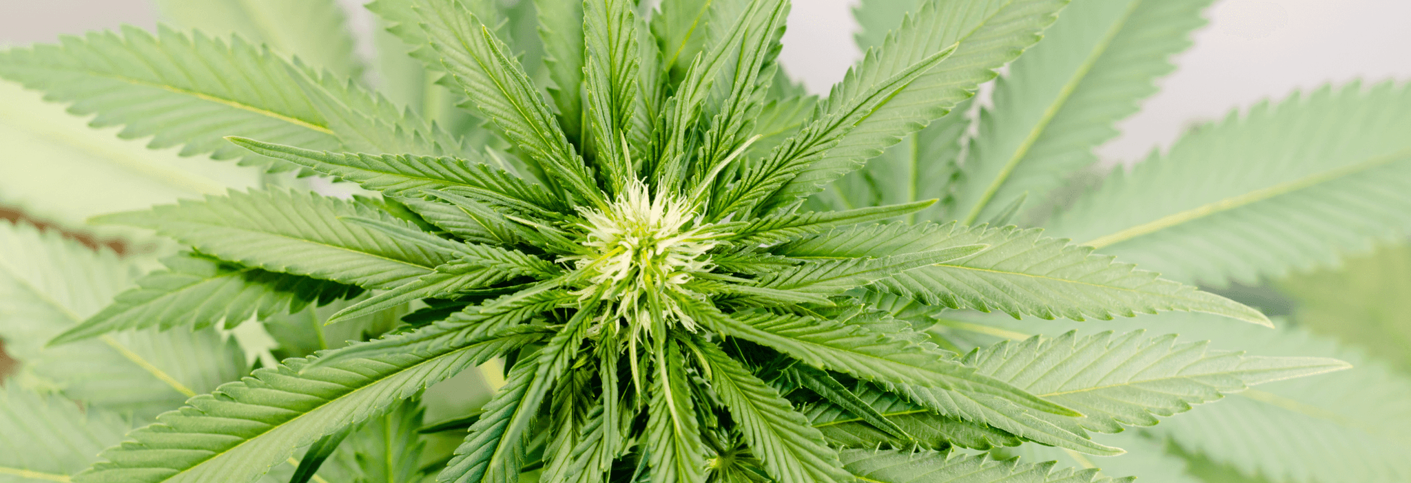 sativamedics-ihre-apotheke-f-r-medizinisches-cannabis-in-neuwied