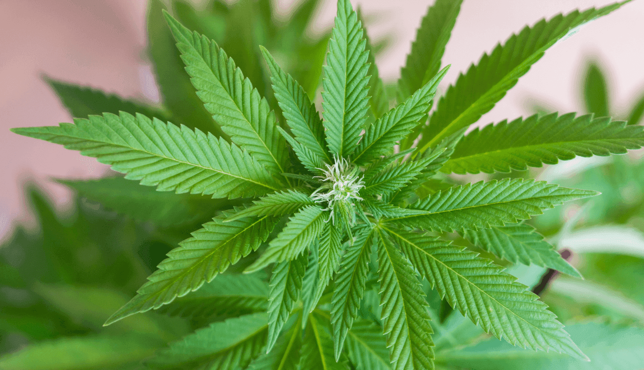 Nahaufnahme von grünen Cannabisblättern