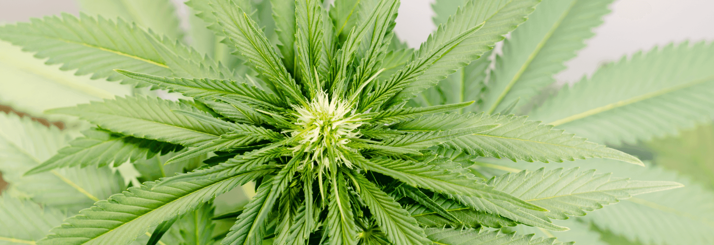 grüne Cannabis Pflanze 