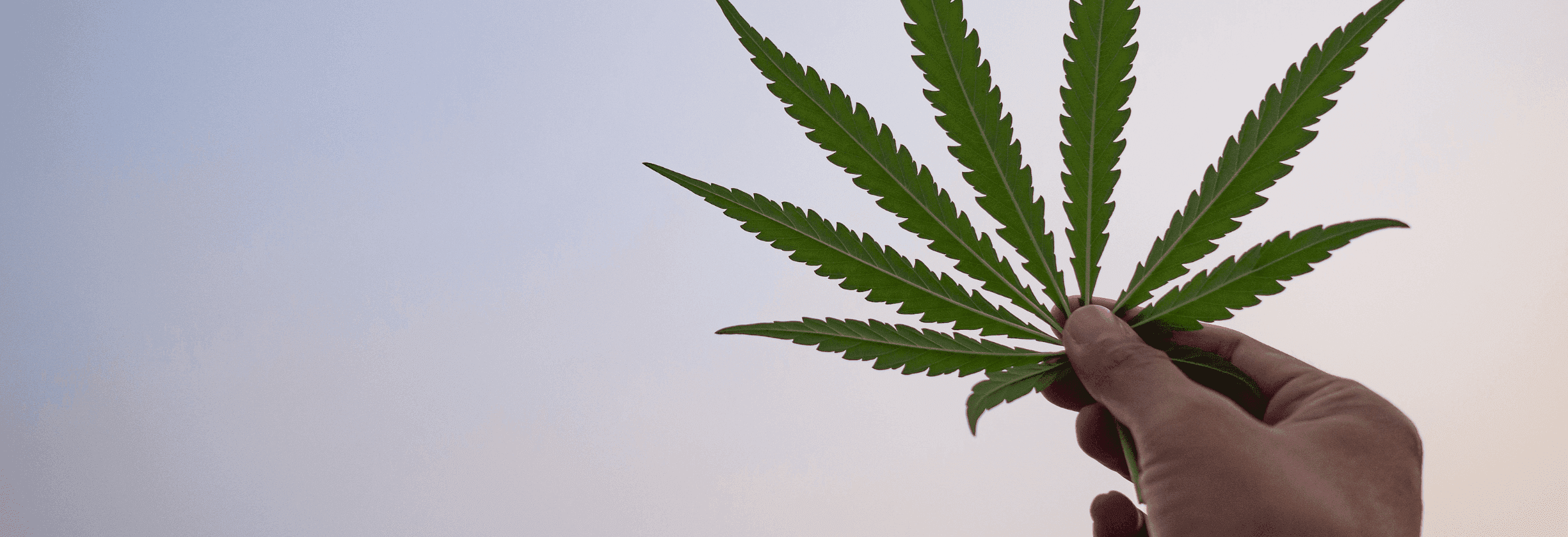 Hand hält grünes Cannabis Blatt